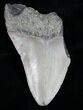Bargain Megalodon Tooth - North Carolina #11021-1